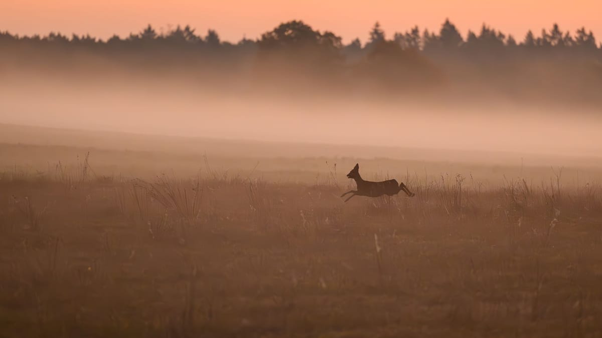Anlaufstelle für Wildtiere in Not eröffnet