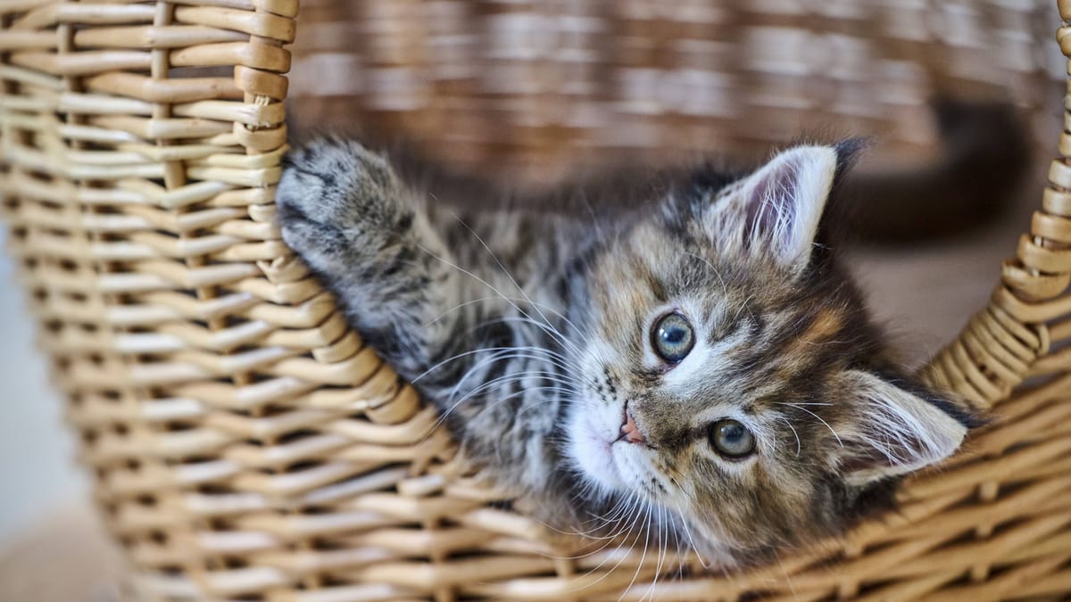 Darum gelten sie als „sanfte Riesen“ unter Katzen