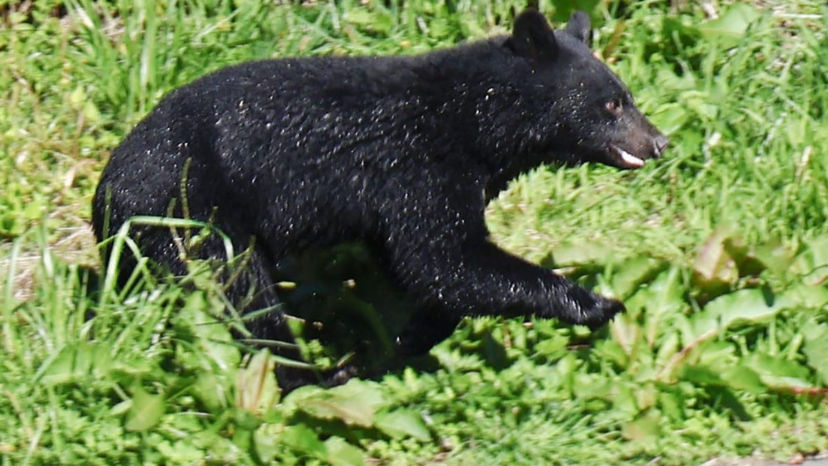 Rekordzahl an Todesfällen - Japan bläst zur Bärenjagd