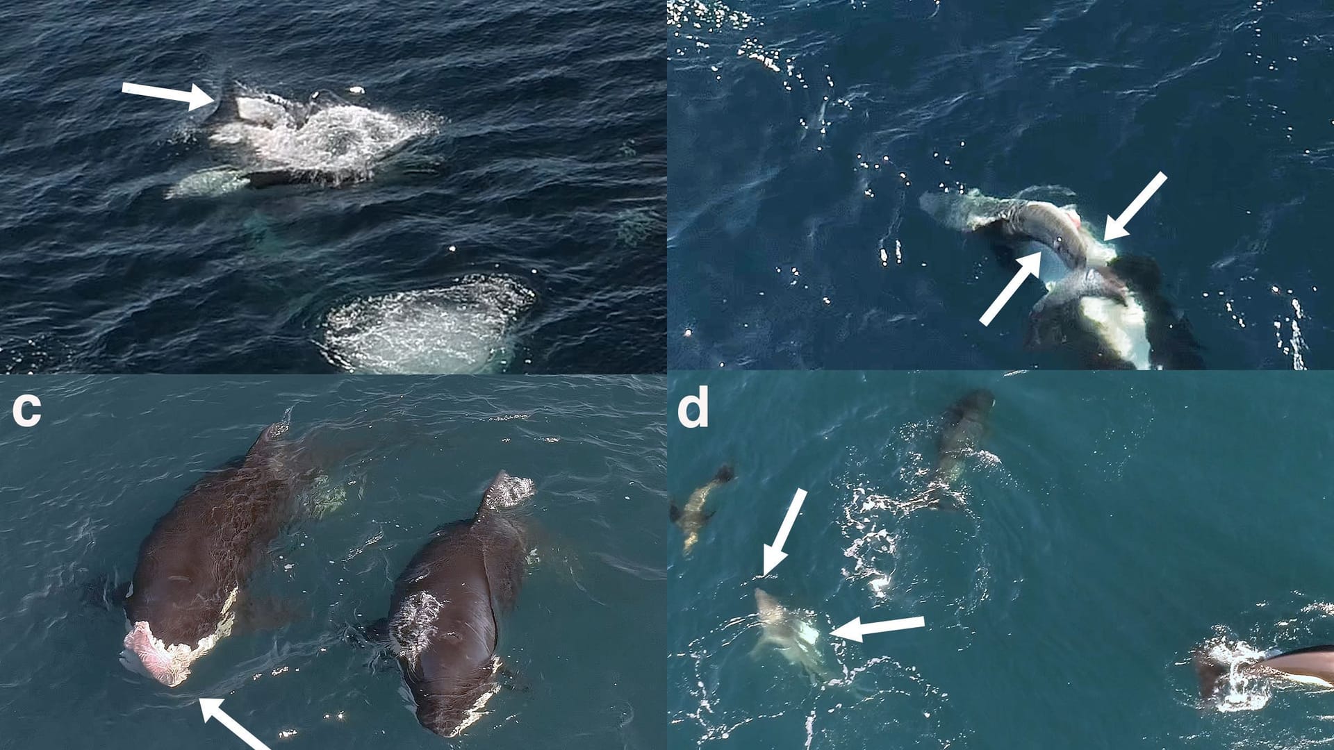 Mehrere Fotos dokumentieren den Orca-Angriff auf ein Jungtier: Die Weißen Haie werden gezielt an die Meeresoberfläche gezogen.