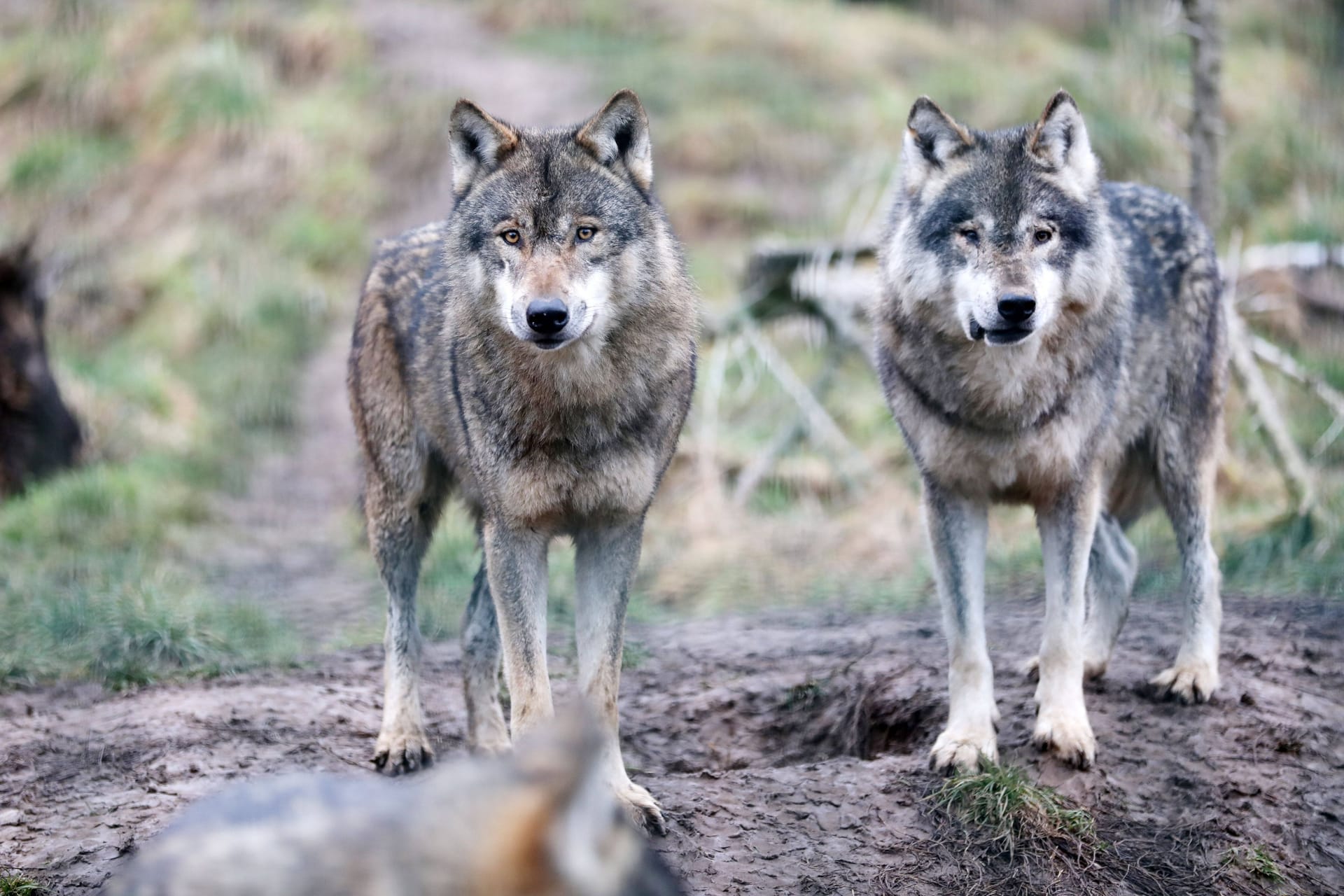 Zwei Wölfe (Archivbild): In Sachsen gibt es die Tiere noch in großer Zahl.