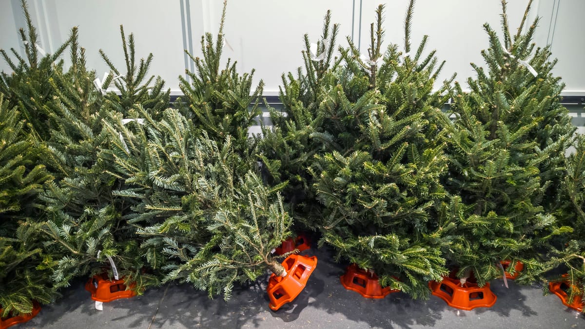 Hier kaufen Sie Weihnachtsbäume mit sozialem Wert Hier kaufen Sie Weihnachtsbäume mit sozialem Wert