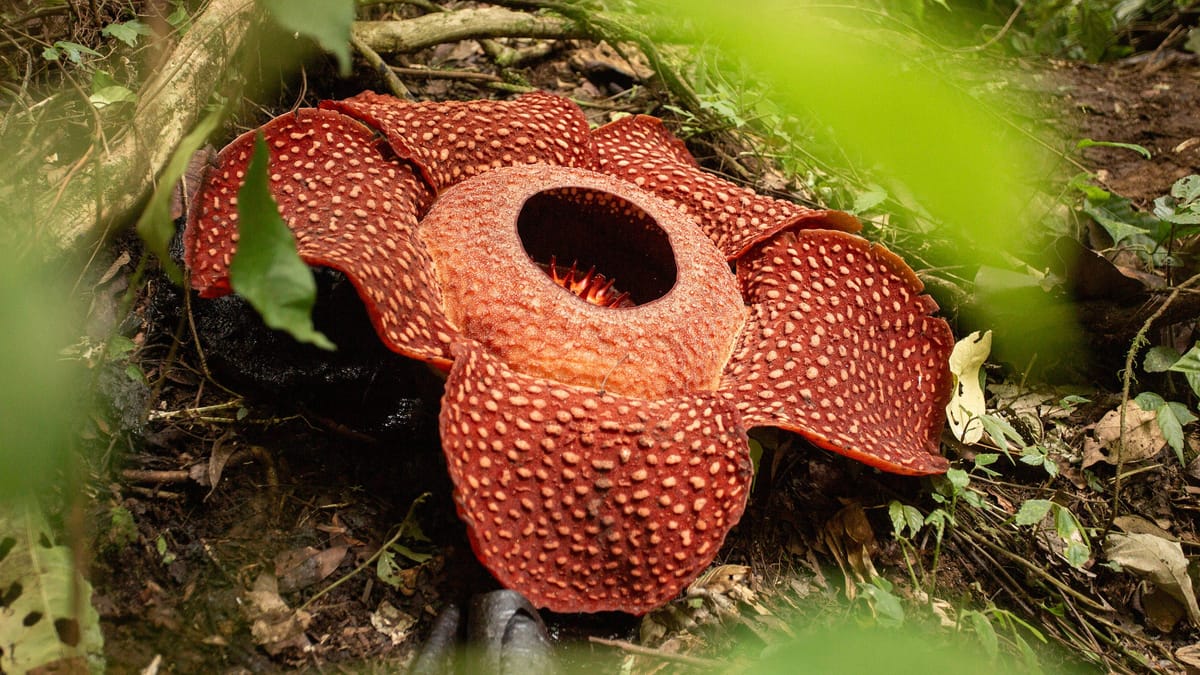 Seltene Rafflesia-Blüte in Sumatra entdeckt: Forscher weint vor Freude