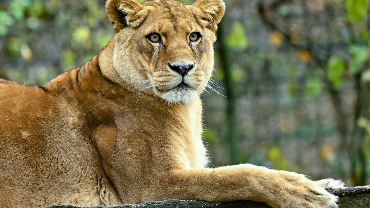 Zoo in Neuseeland muss schließen - Löwen eingeschläfert