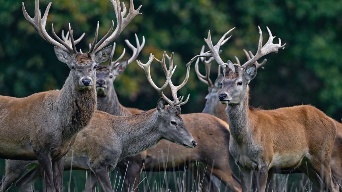 Tier des Jahres 2026: Rothirsch von Deutscher Wildtier Stiftung gekürt