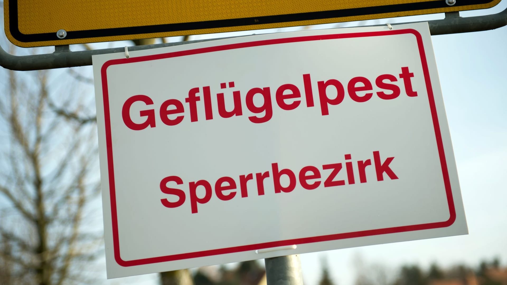 Geflügelpest Geflügelpest