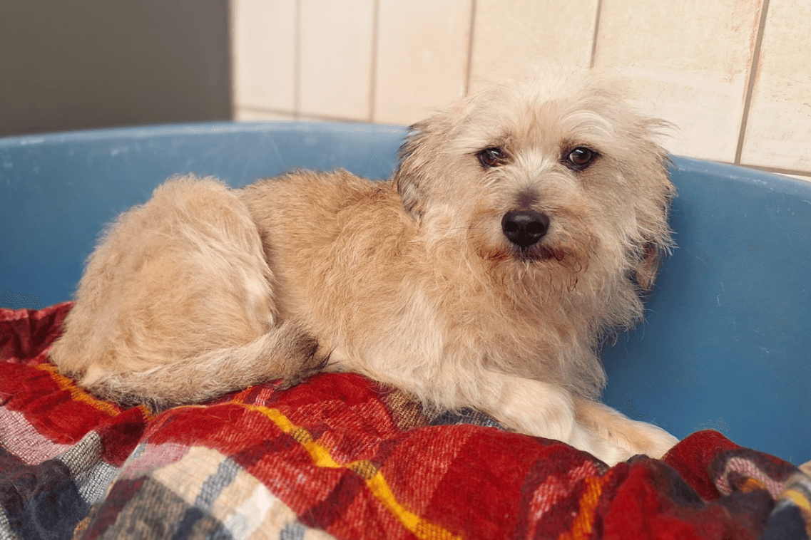 Ida: Die Mischlingsdame wurde 2017 geboren und lebte zunächst in Rumänien, bevor sie nach Niedersachsen kam.