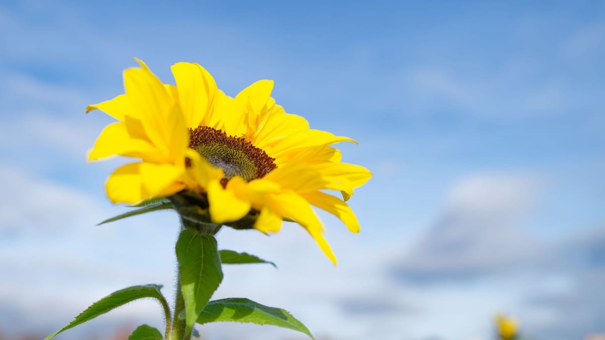 Bis 21 zu Grad am Donnerstag