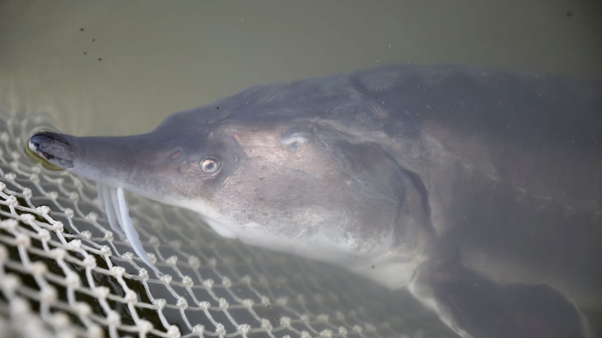 Japan: Durchbruch bei der Kaviar-Produktion