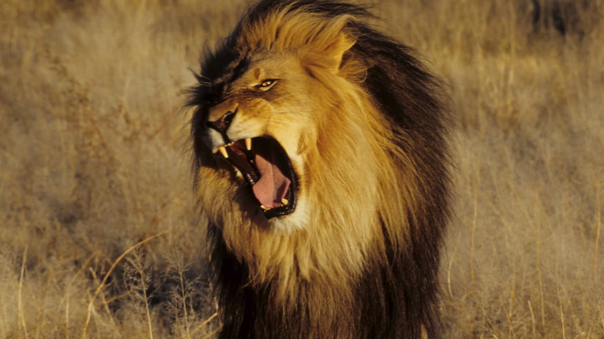 Forscher werten Gebrüll aus und finden neues Geräusch