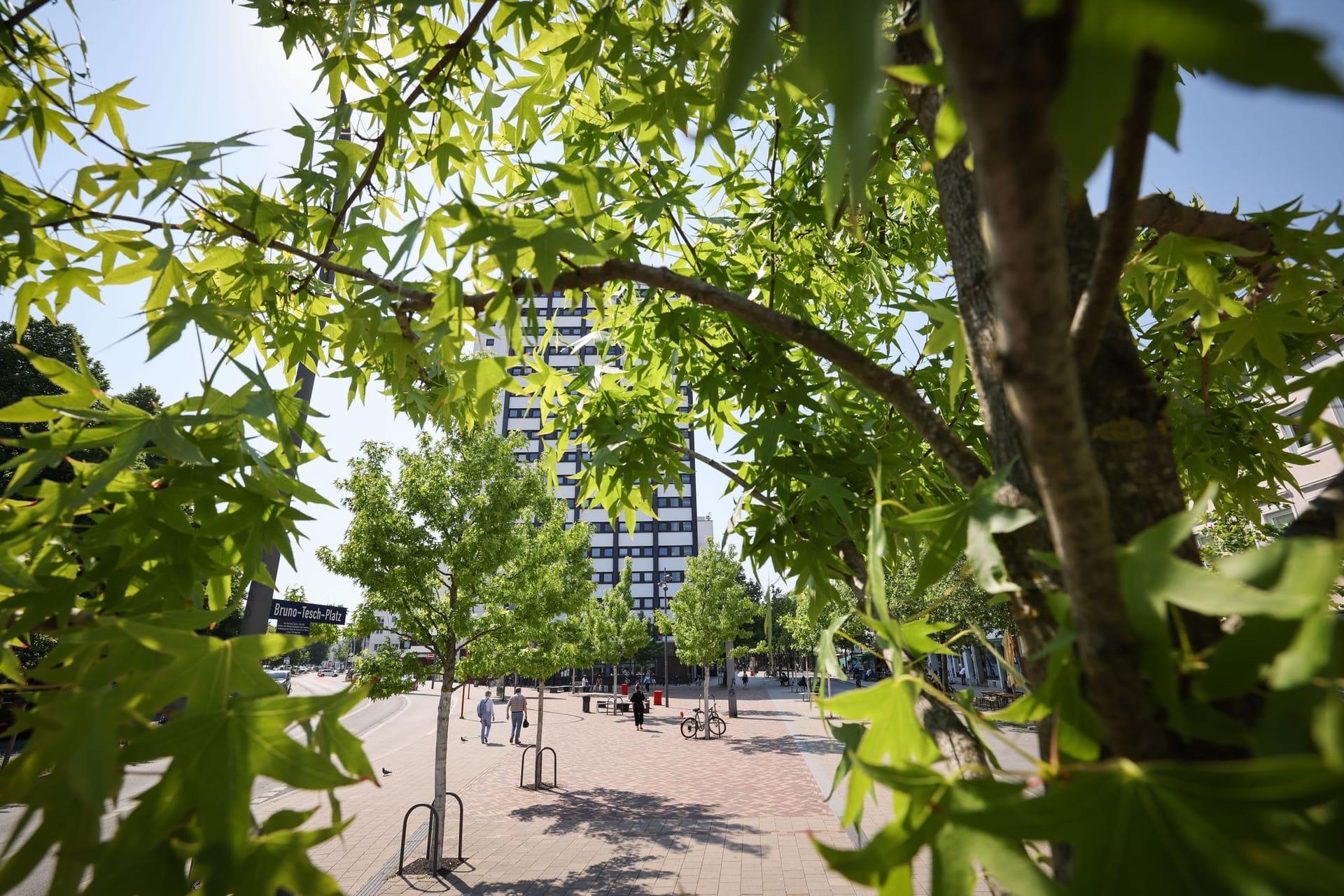 Hamburger Stadtbäume