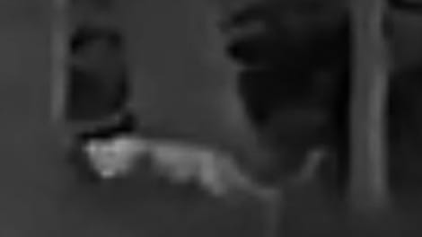 Das Tier, von einem Hochsitz aufgenommen: Ein Fährtensucher ist beauftragt.