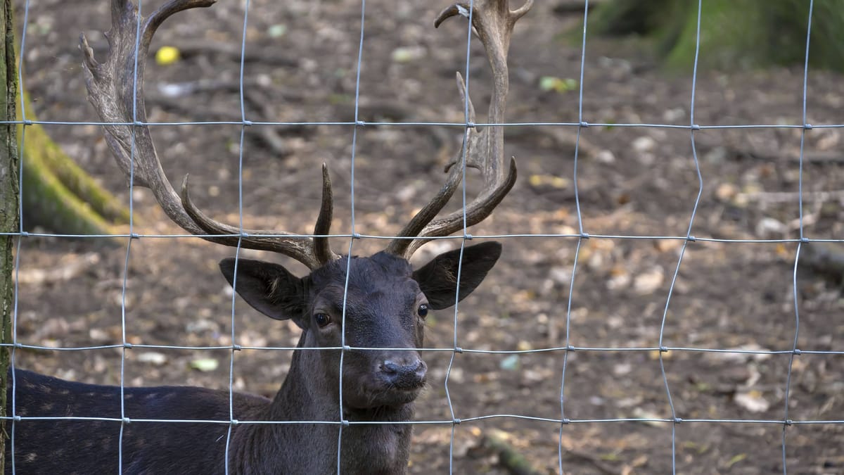 Hirsch greift Helferin an: US-Amerikanerin stirbt bei Hirschattacke