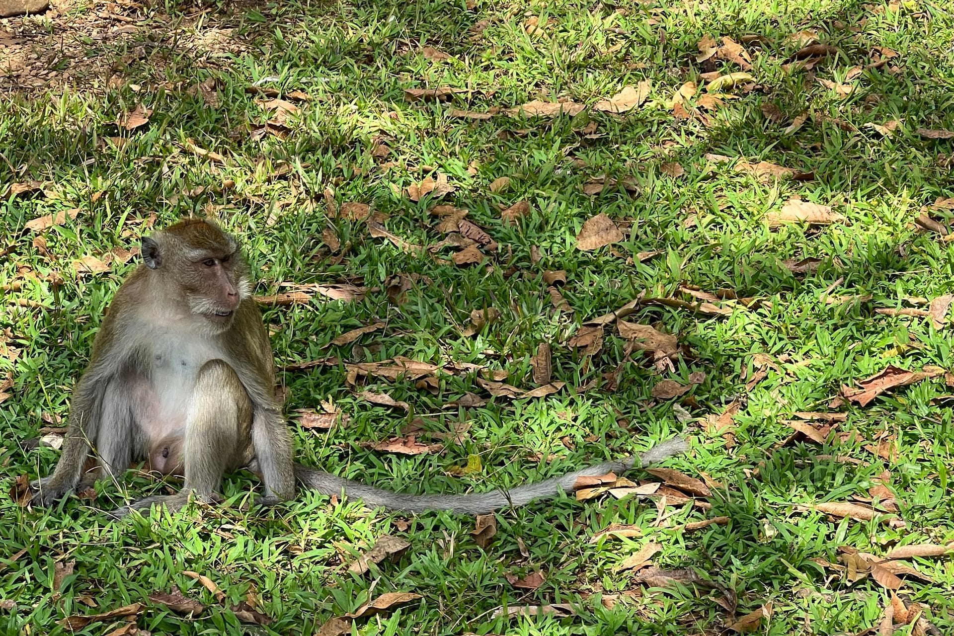 Langschwanzmakake Langschwanzmakake