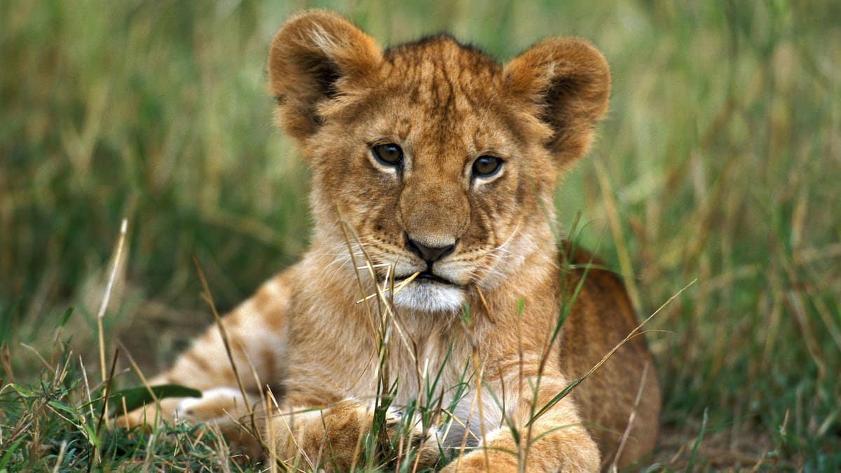 Bremen: Mann rast mit Löwenbaby im Auto durch Innenstadt