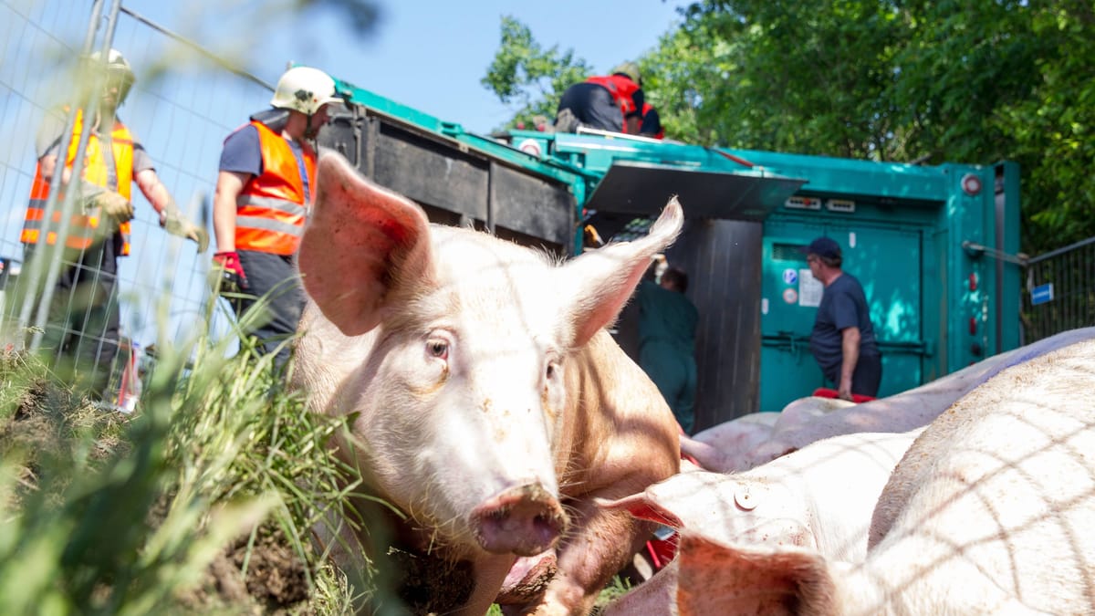 A 49 voll gesperrt: Schweine-Laster kippt um – Staus und Chaos