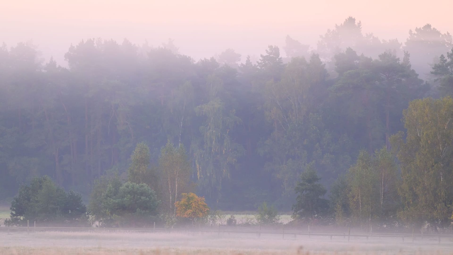 Morgenstimmung in der Schorfheide Morgenstimmung in der Schorfheide