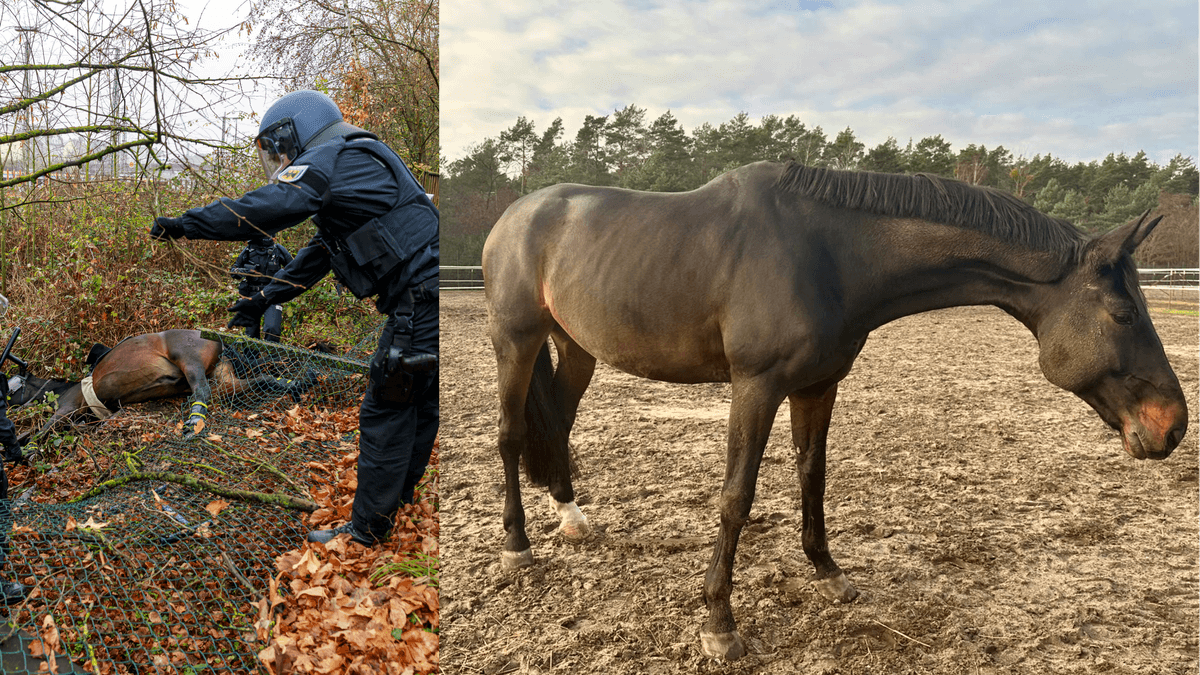 Polizeipferd nach Sturz in Gießen unverletzt – Foto entkräftet Zweifel