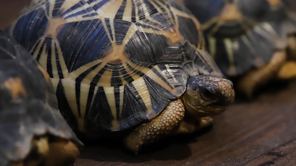 Strahlenschildkröten im Tropen-Aquarium Hagenbeck eingezogen Strahlenschildkröten im Tropen-Aquarium Hagenbeck eingezogen