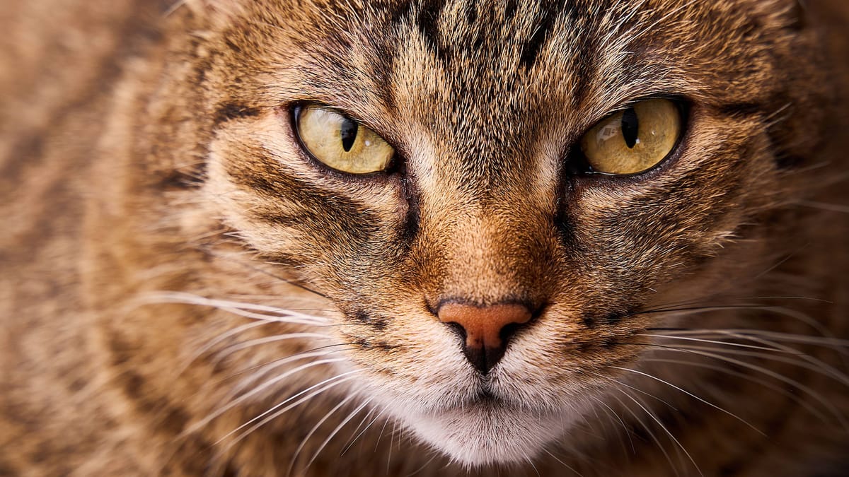 Neue Studie widerlegt frühe Theorie