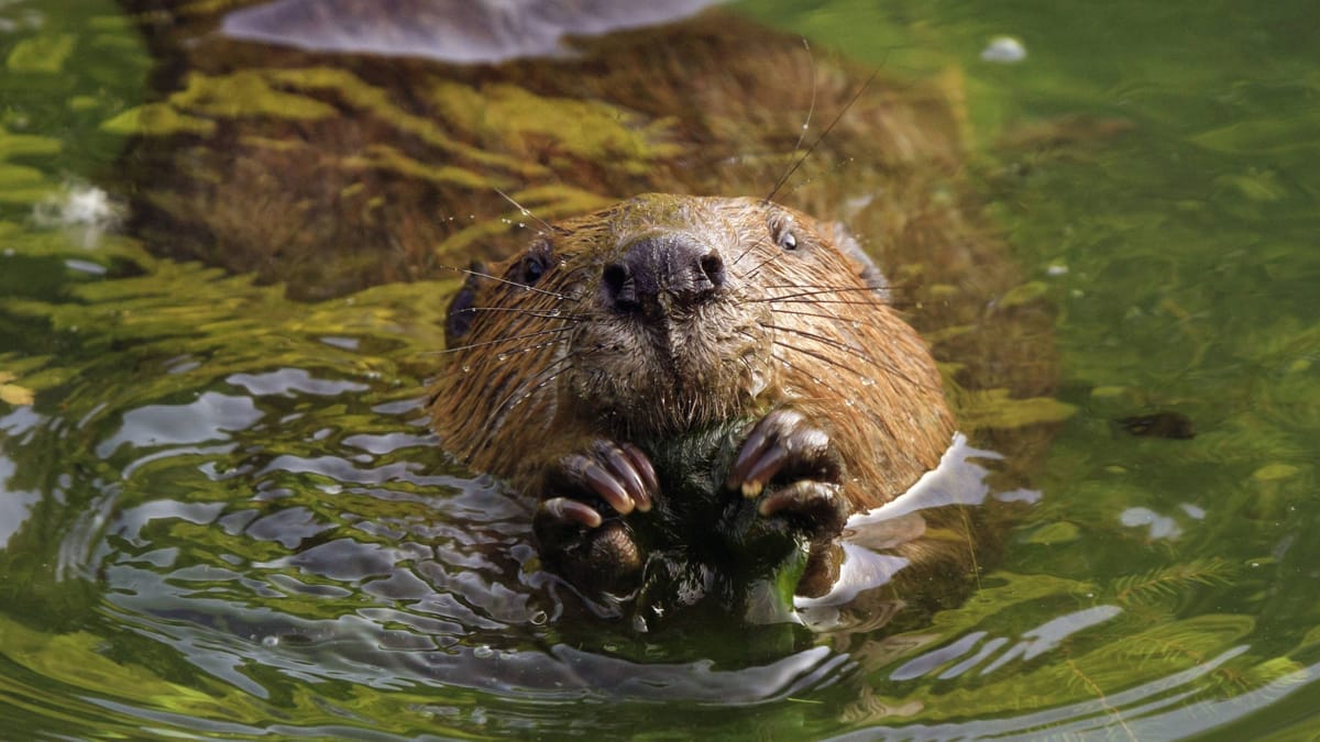 Verwaltungsgericht Dresden untersagt Tötung von Bibern in der Oberlausitz