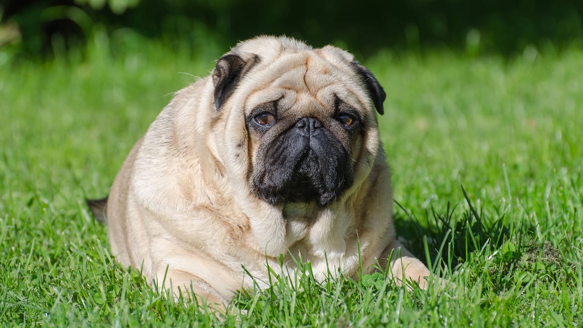 Diese Rassen sind von Übergewicht besonders oft betroffen