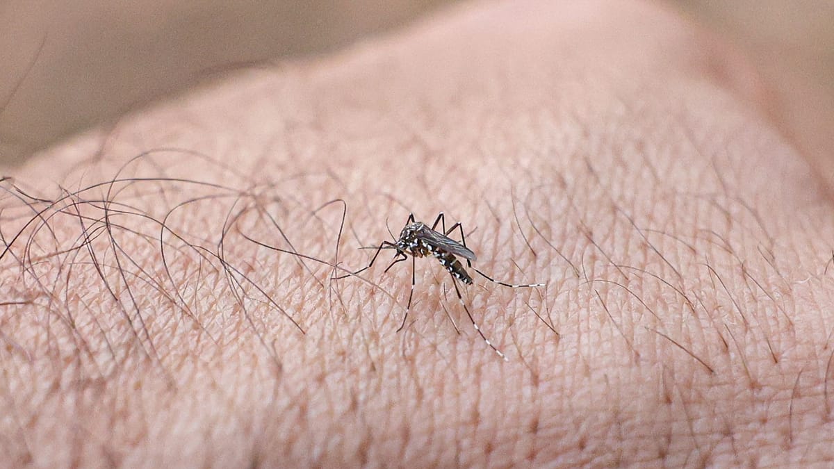 Chikungunya-Fieber auf Kuba: RKI meldet mehr Kranke