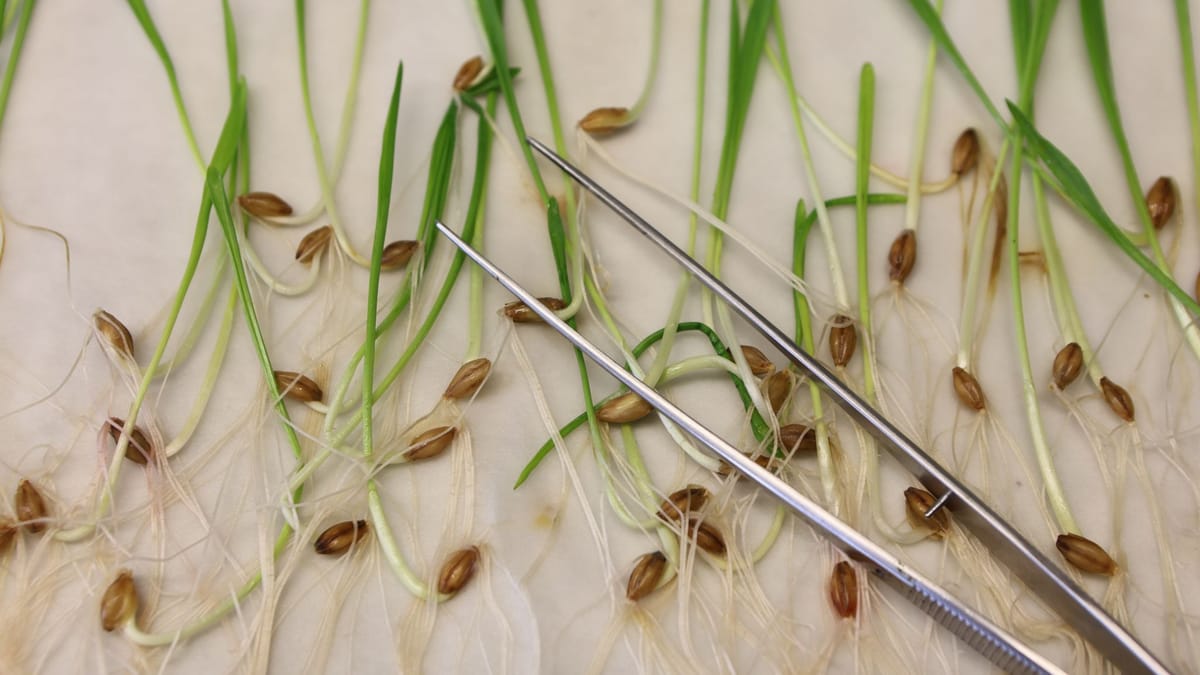 EU-Einigung-auf-Abschw-chung-von-Gentechnik-Regeln