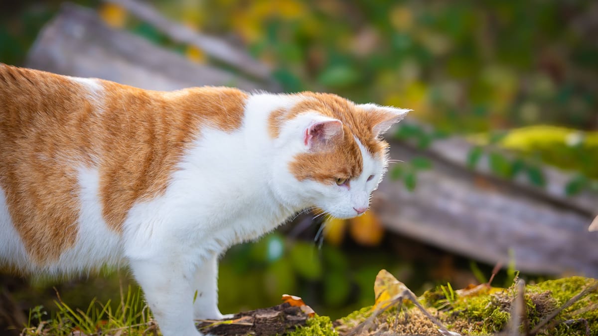 Katzen infiziert – Halter sollten aufpassen
