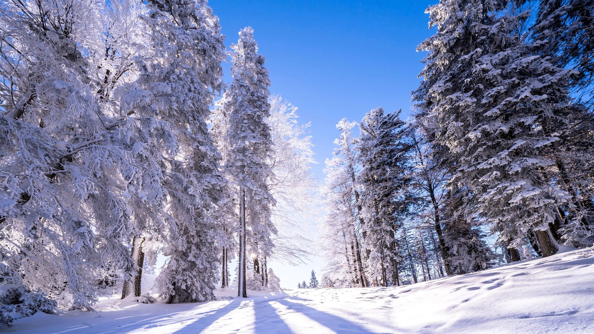Winter forest in Seefeld, Austria