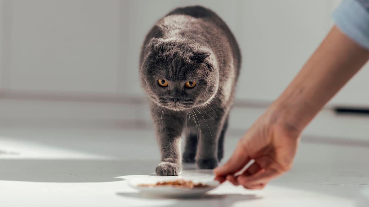 Diese Botschaft sendet Ihr Haustier damit