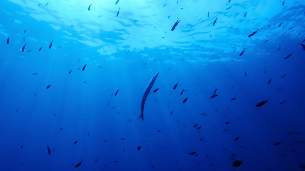 Deutschland will Schutzabkommen für Hochsee beitreten
