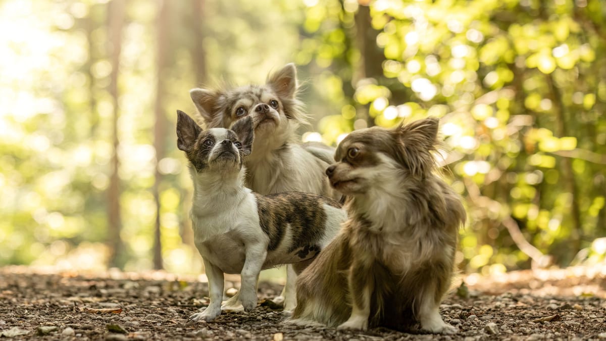 Ehemann im Hundezwinger eingesperrt – Prozessauftakt