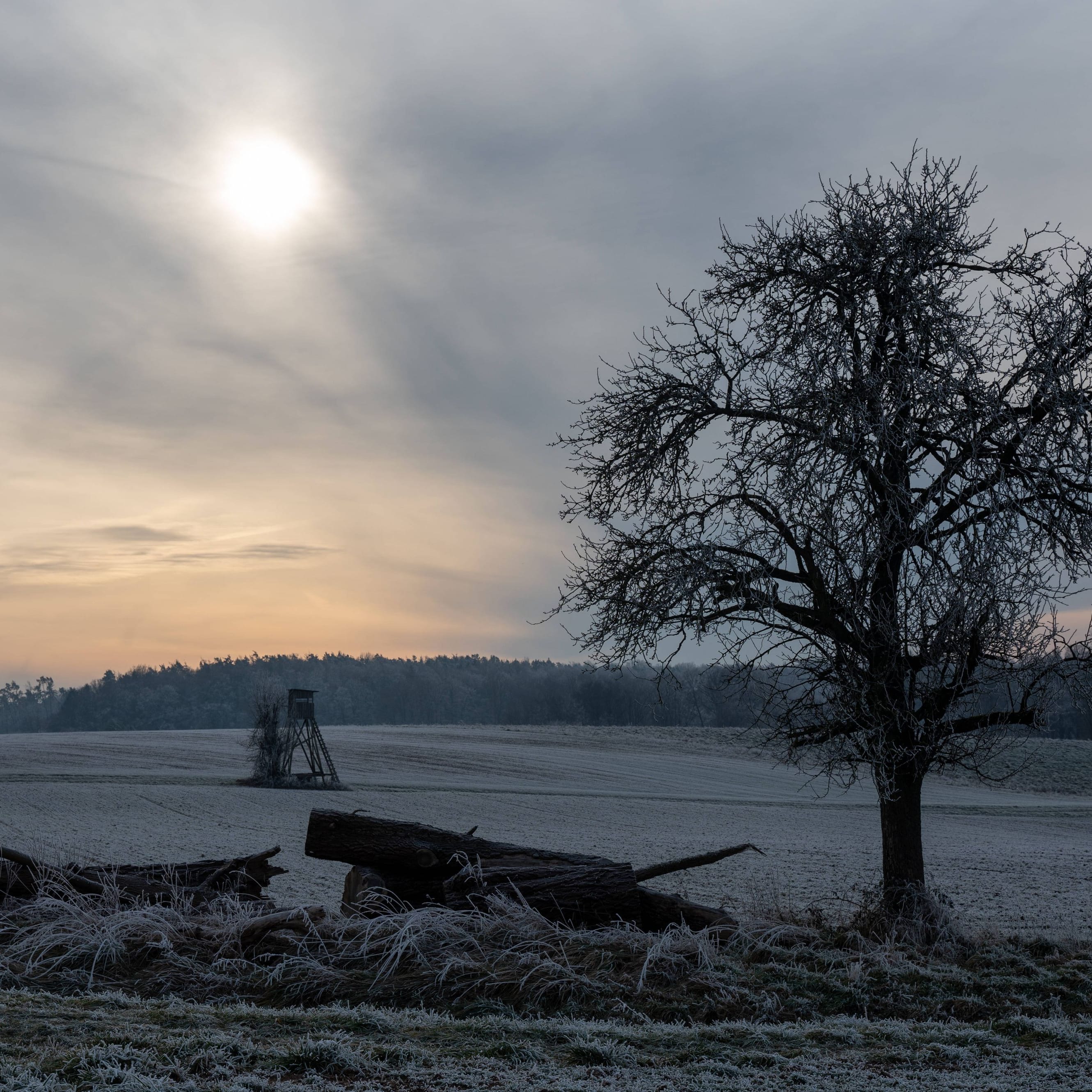 Mit Raureif bedeckte Felder (Archivbild): Das Wetter in Deutschland wird am Wochenende laut Prognosen wieder deutlich kälter.