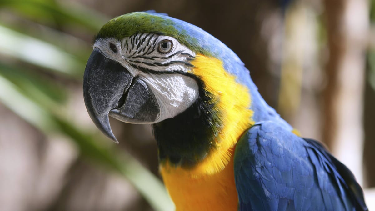 Vogelburg Weilrod zählt zu den beliebtesten Tierparks